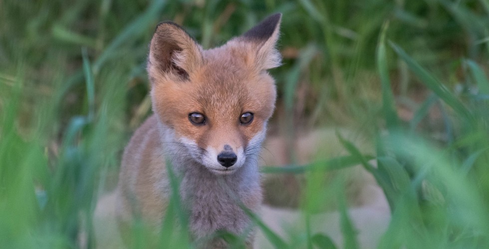 Close up of a red fox cub in the grass.