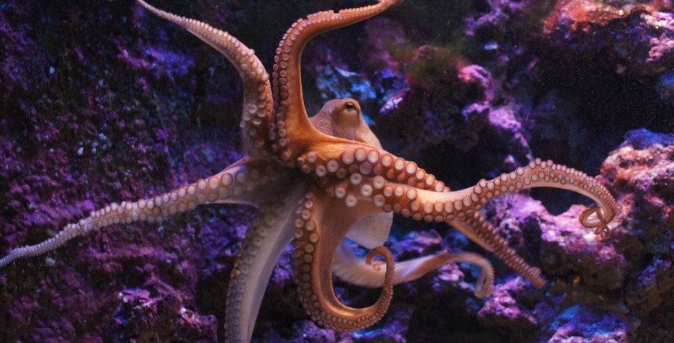 Close up of an octopus floating in the ocean, its tentacles spread out around it.