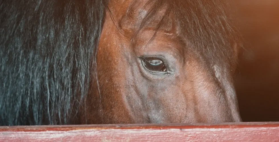 Close up of a horse in a stable. Its eye is visible.