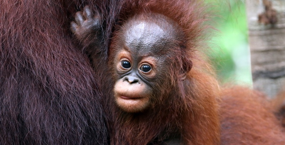 Close up of a baby orangutan looking at the camera. They are clinging on to an adult orangutan.