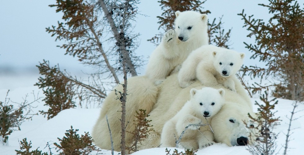 A mother polar bear laying on the snow with three polar cubs